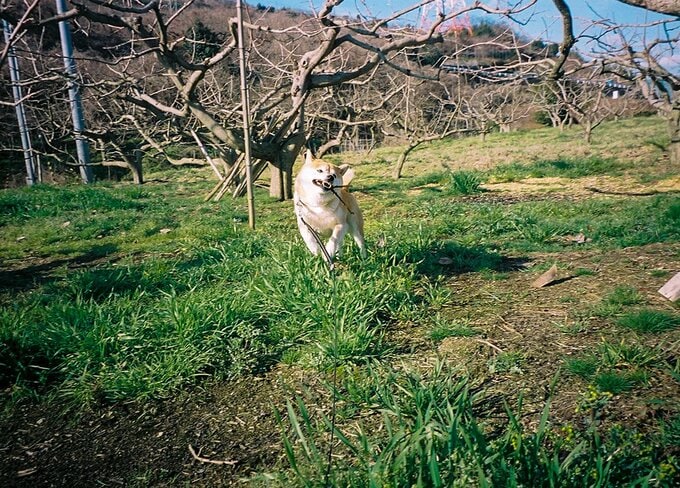 棒をくわえて走ってくる犬