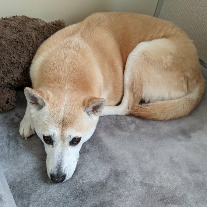 ふうちゃん
