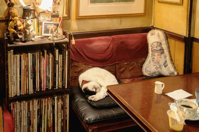 ニャンモナイト