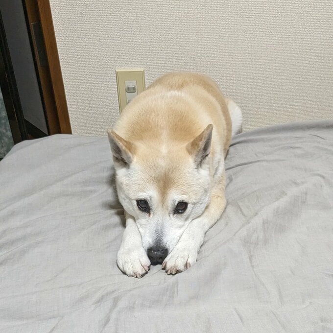 ふうちゃん
