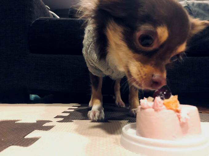 チワワと食べ物