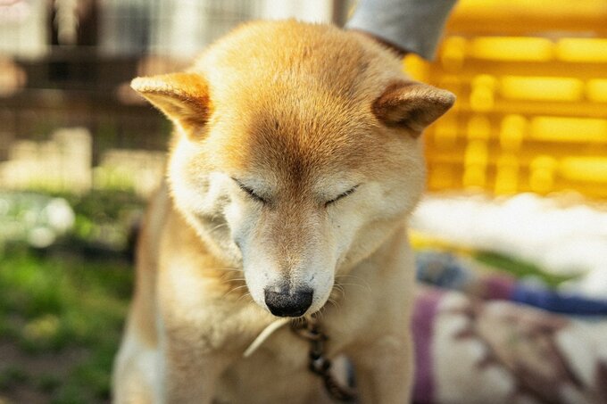 下を向く犬