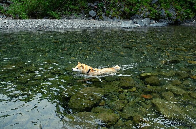 小さな手で水をかいて進む