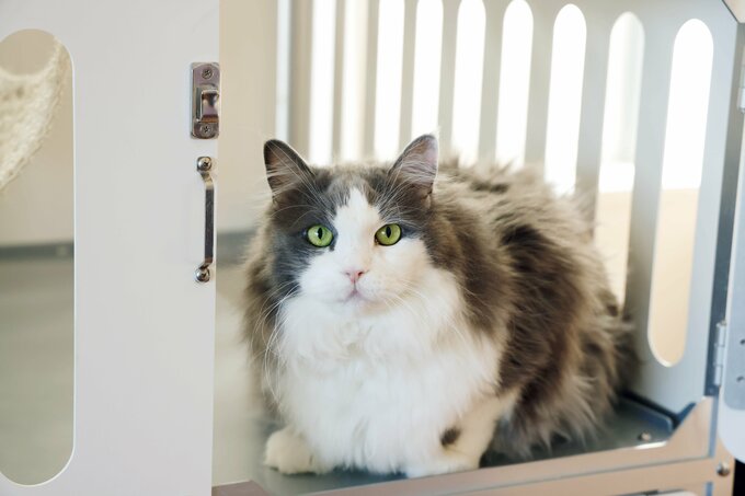 タラは8歳(オス)