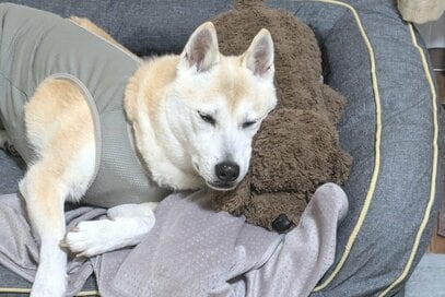 犬がシニアになって変わった「音」への反応。地震速報の「音」は苦手だけど