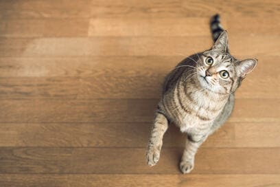 猫もこれならぶら下がれない！「レバーハンドル」簡単DIYアイデア