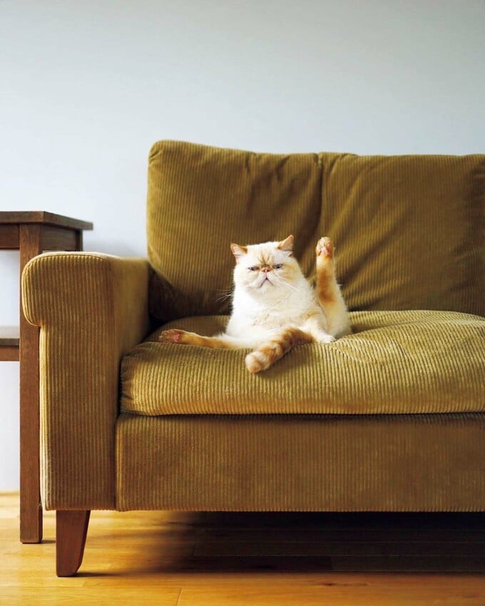 TRUCKのソファで毛づくろい中