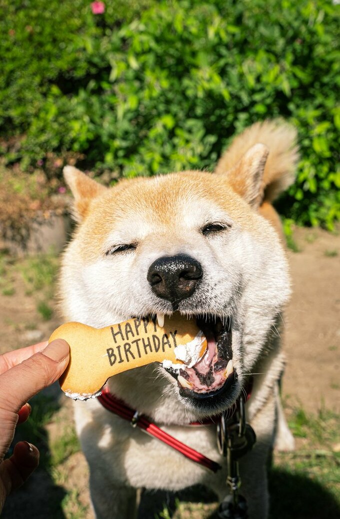 勢いよく食べる犬