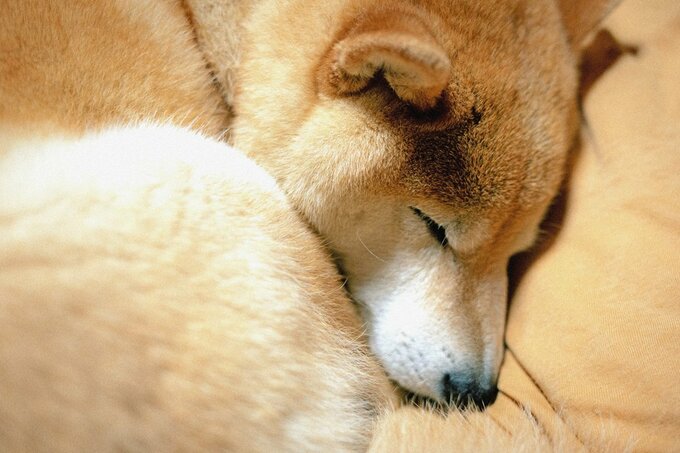 眠る犬
