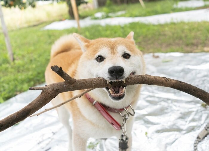 犬がくわえる“いい感じの棒”を見ながら、かけがえのない2022年を