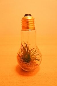 エアプランツインテリアのつくり方