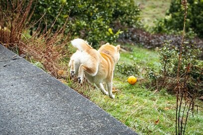 犬とミカンの追いかけっこ。天性の遊び上手かもしれない＜inubot回覧板＞