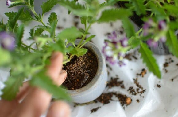 植木鉢を取り出す