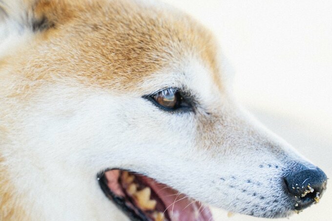 海を見つめる犬