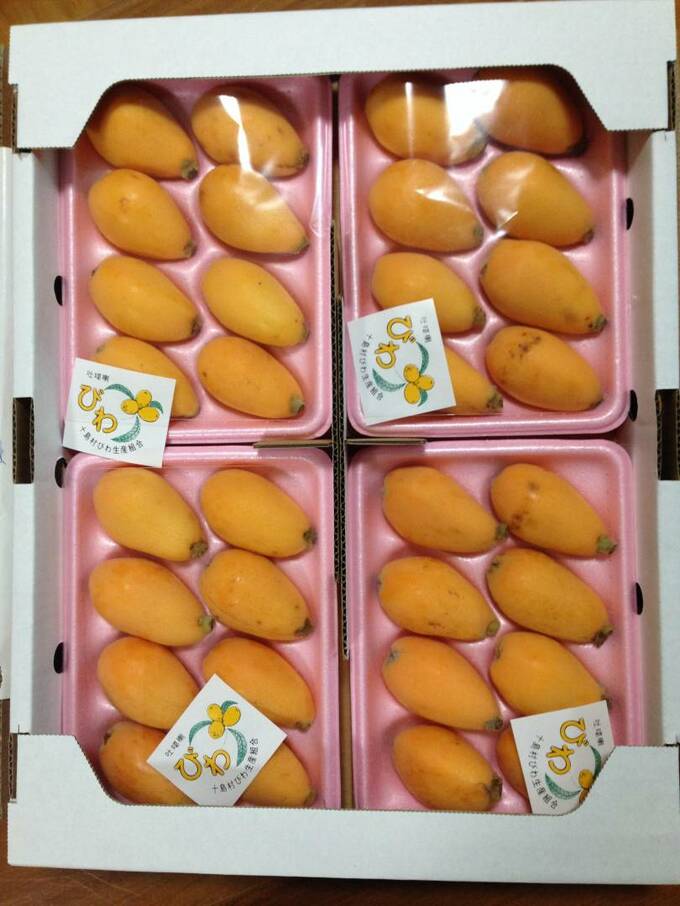 鹿児島県十島村の返礼品のビワ