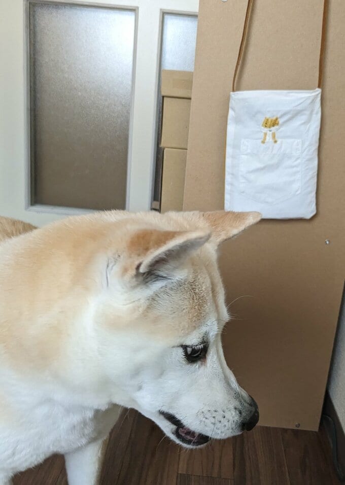 ふうちゃんとバック