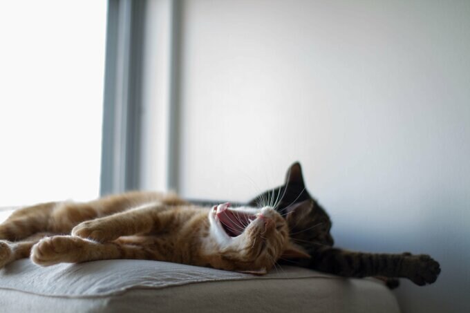 遊び場とインテリアが一体化！姉妹ネコ2匹が仲良く暮らせる家のヒミツは…