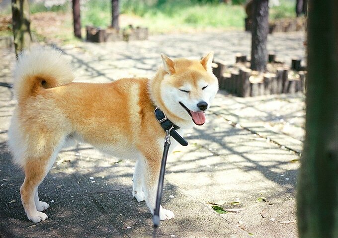 Happy Birthday to 犬