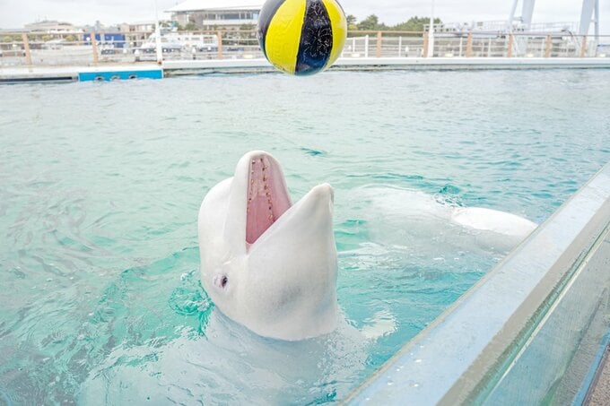 ボールで遊ぶシロイルカ