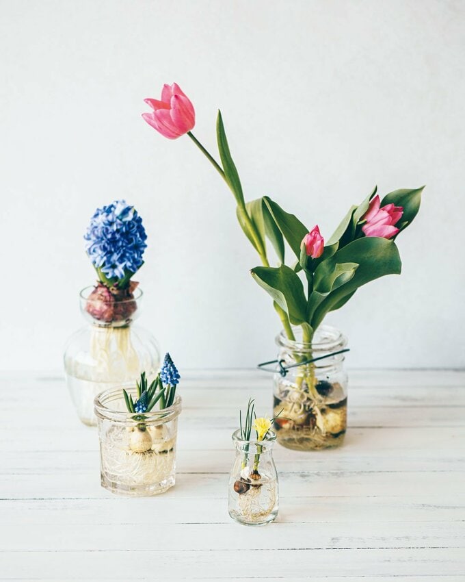 ピンクチューリップ