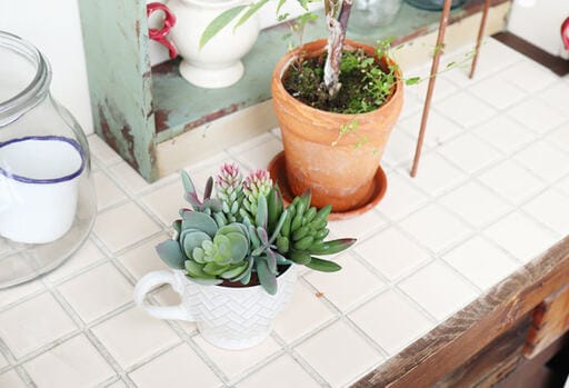 「多肉植物カップ」が完成