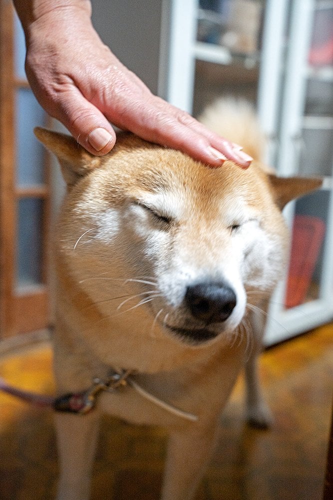 なでられている犬