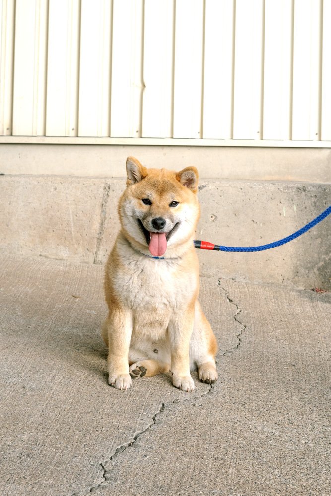 幼い柴犬とご対面 正反対な二匹はどうやって仲良くなれる Inubot回覧板 Esseonline エッセ オンライン