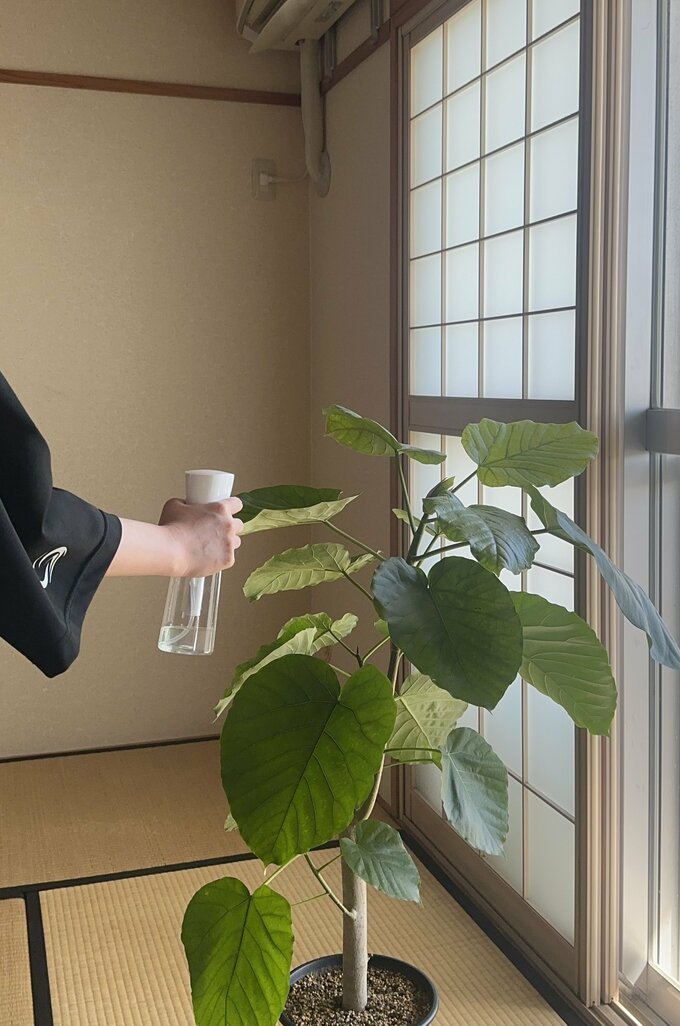 観葉植物のある部屋