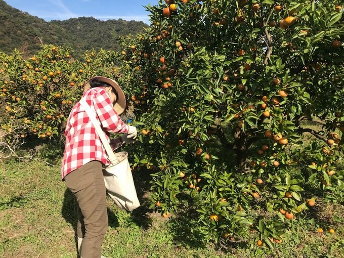 みかん農家