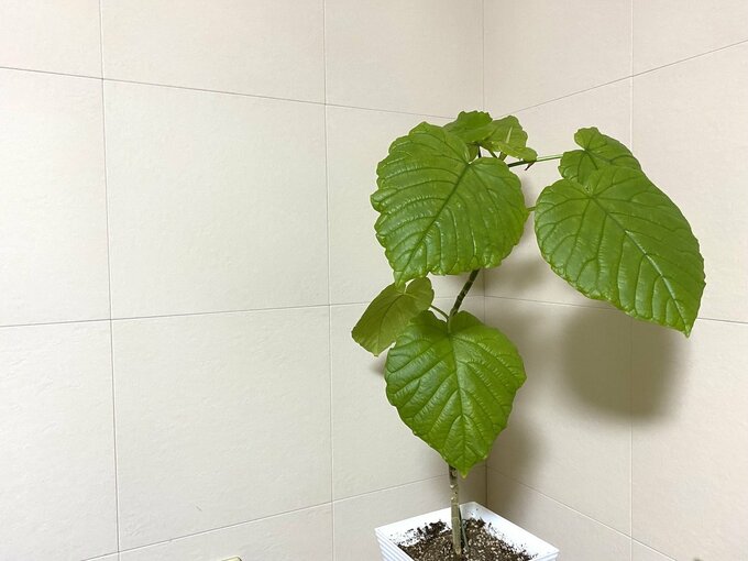 リビングの壁をエコカラットに