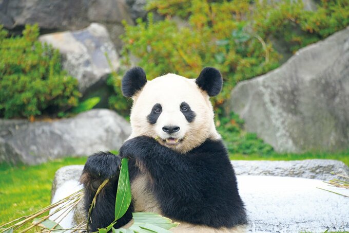 笹食べるパンダ