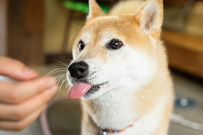 ごちそうさま犬