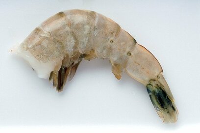 本当はどのくらい違う？本マグロとキハダマグロ、タラと銀ダラ、芝エビとパナメイエビ…