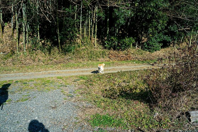 向こうから走ってくる犬
