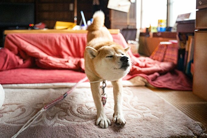 のびをする犬