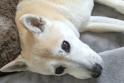 つぶらな瞳がかわいいわが家のわんこ。だけど、物申したいことが1つあります