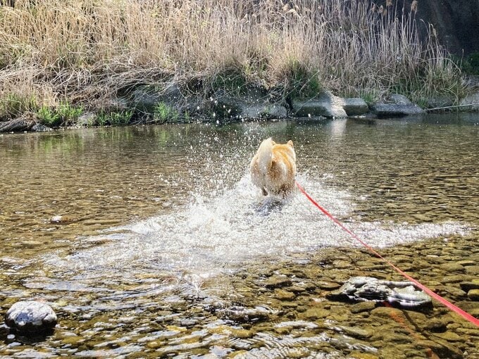 水遊びする犬