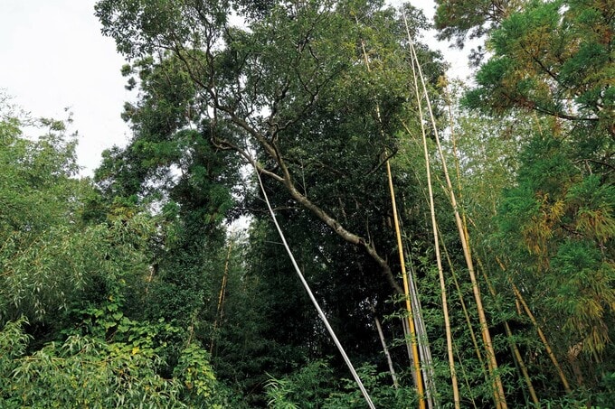 荒廃した植林杉