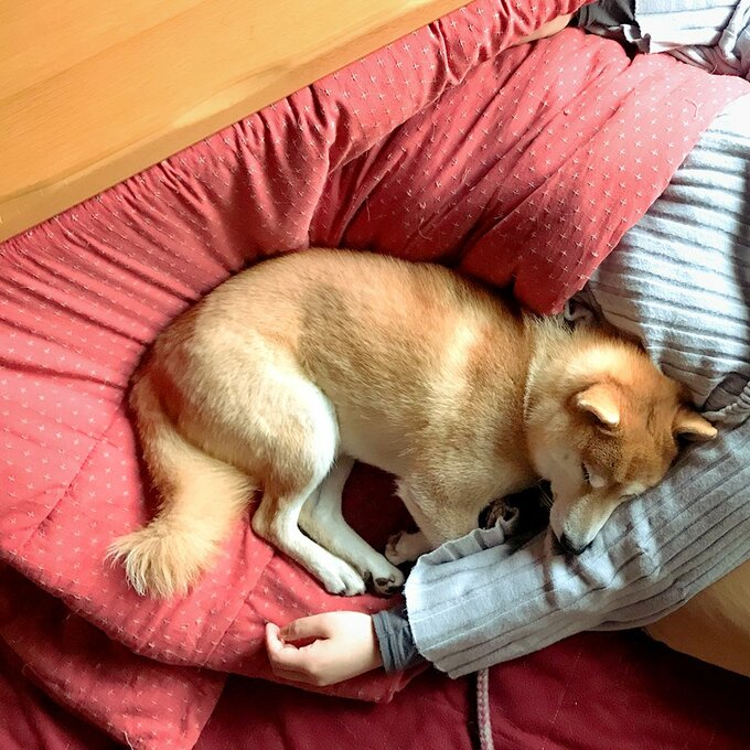 左腕を枕にして寝る犬