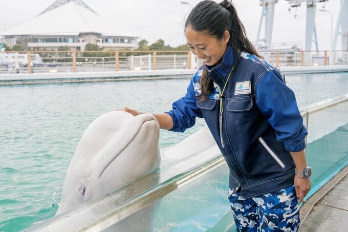 賢いシロイルカ