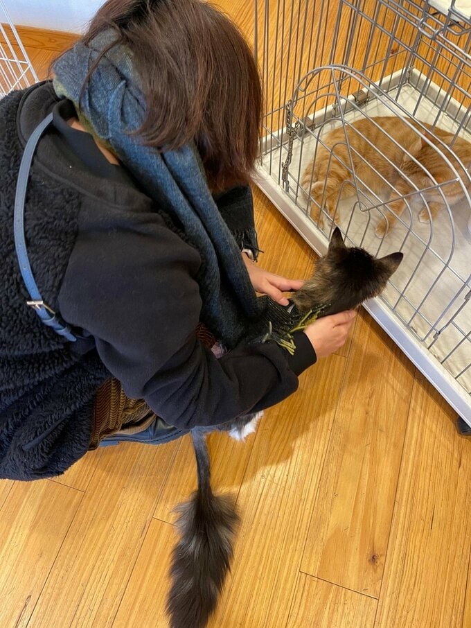 ほかの猫さんとの間に割って入ってきました