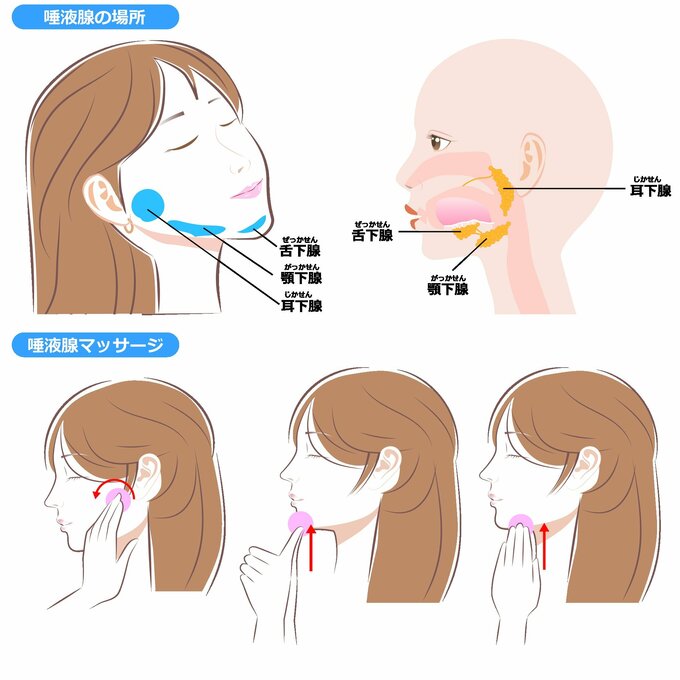 唾液腺マッサージの図