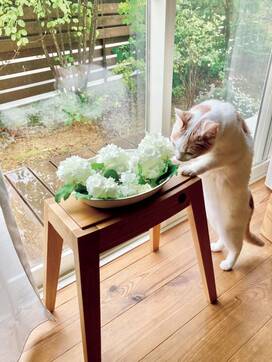 グリーンをおしゃれに飾るコツ。生花のままつるしてドライでも楽しむ