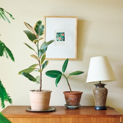 ランプと観葉植物