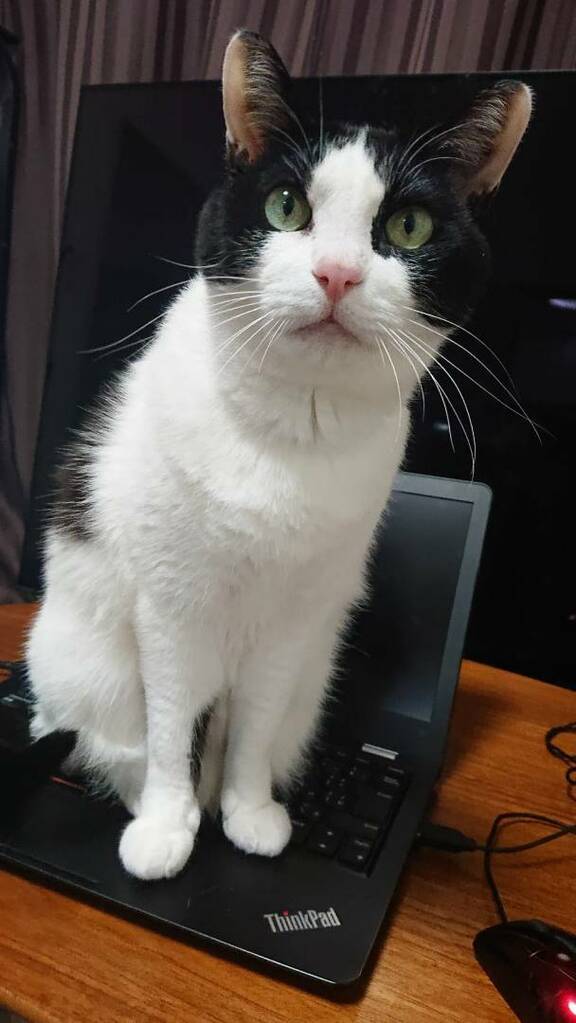 パソコンに座って見つめるネコ