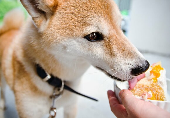 犬はまず表面をぐるりとなめていく