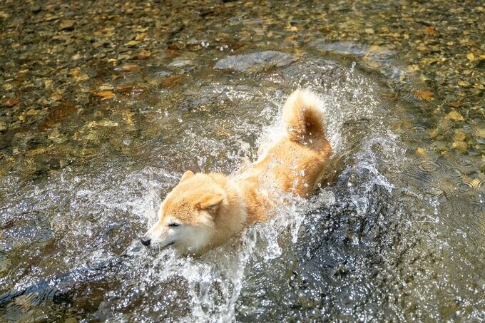 泳ぐ犬