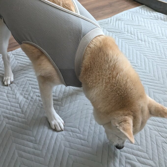 名残惜しそうに床を見る犬