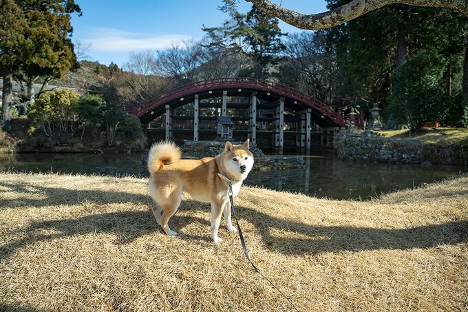 橋と犬