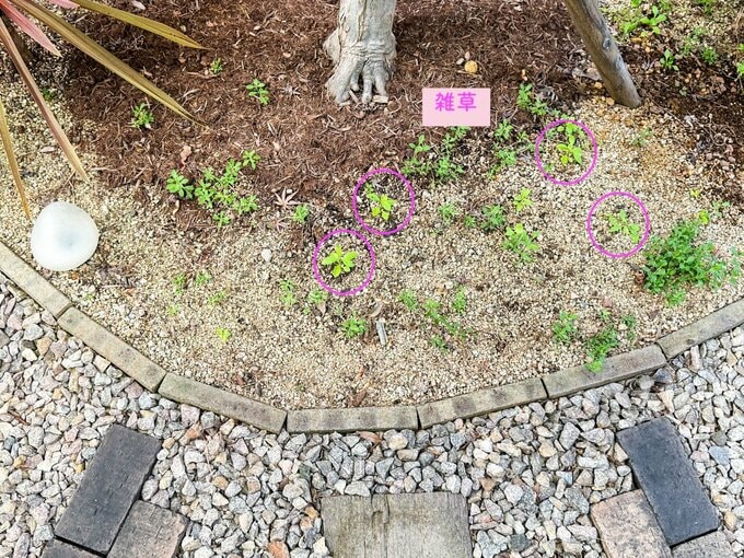雑草が生えている箇所